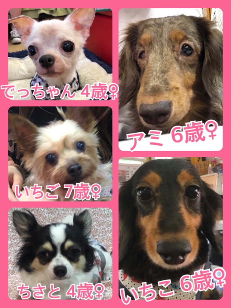 🐾今日の里親様募集中ワンコ🐶メンバー🐾2018,8,20